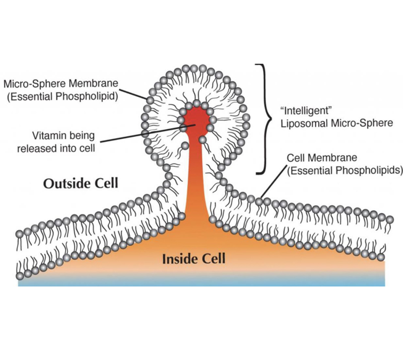 Podwójna szybkość wchłaniania