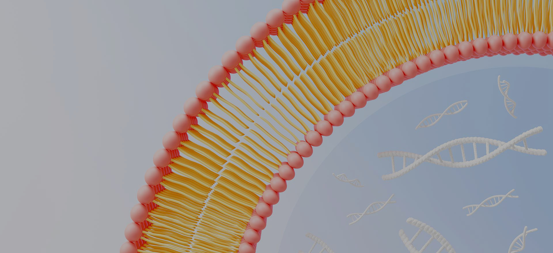 Dlaczego warto wybrać LiposoMore?