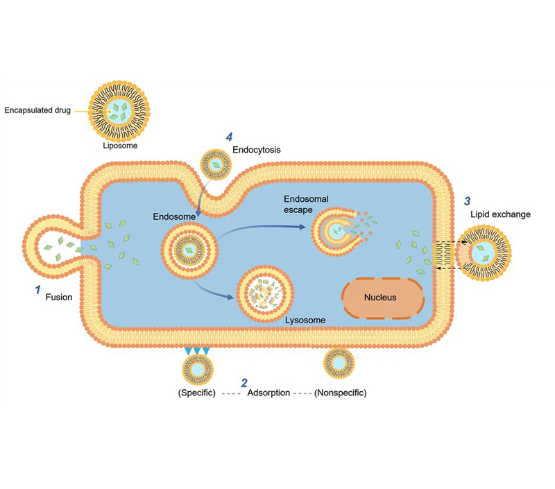 Kierowanie i trwałe uwalnianie