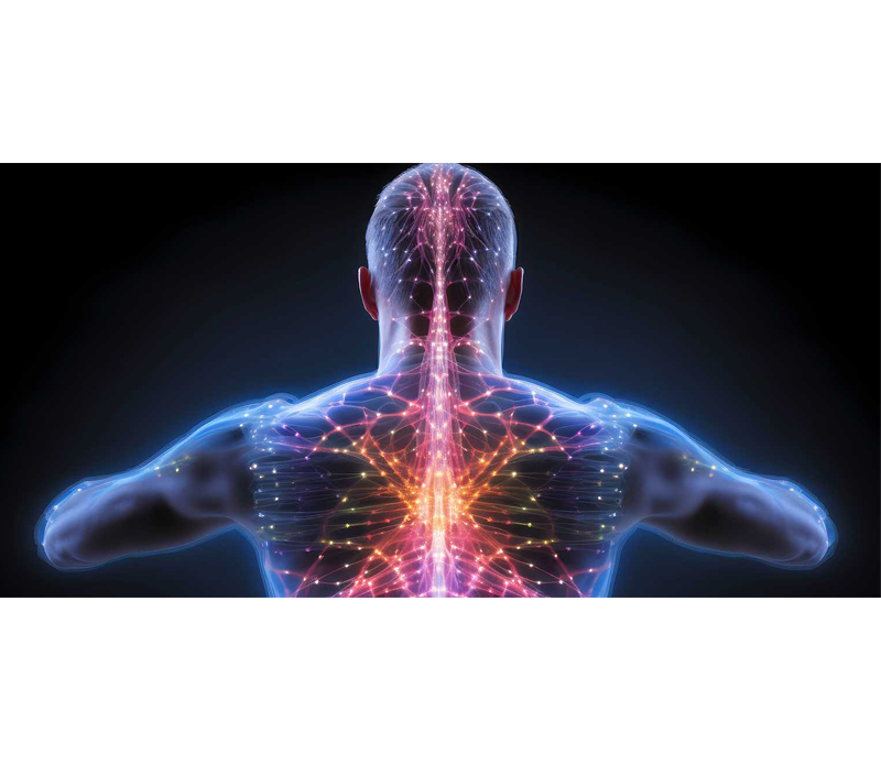 Promuje zdrowie układu komórkowego i nerwowego