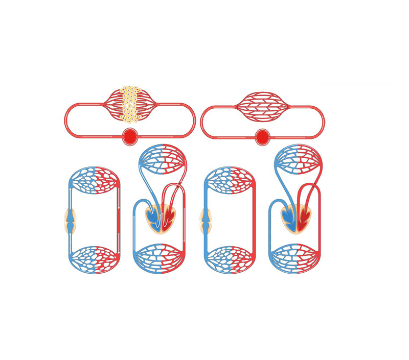 Obsługuje funkcję energetyczną i mitochondrialne