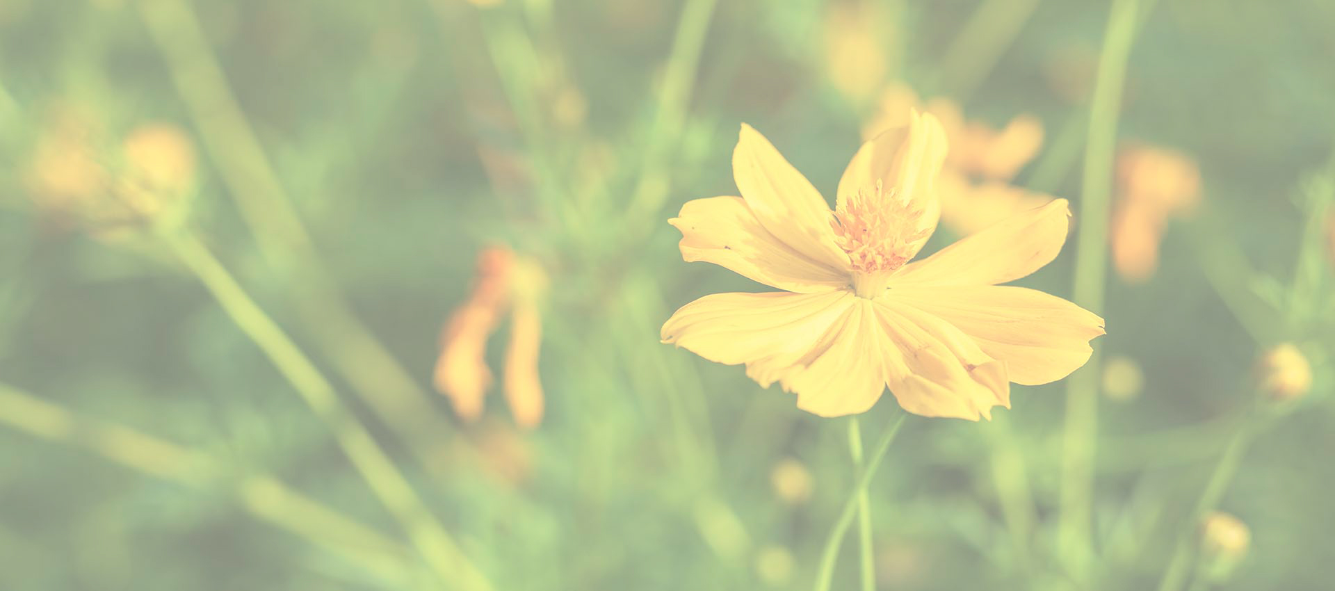 Liposomalny chlorowodorek berberyny