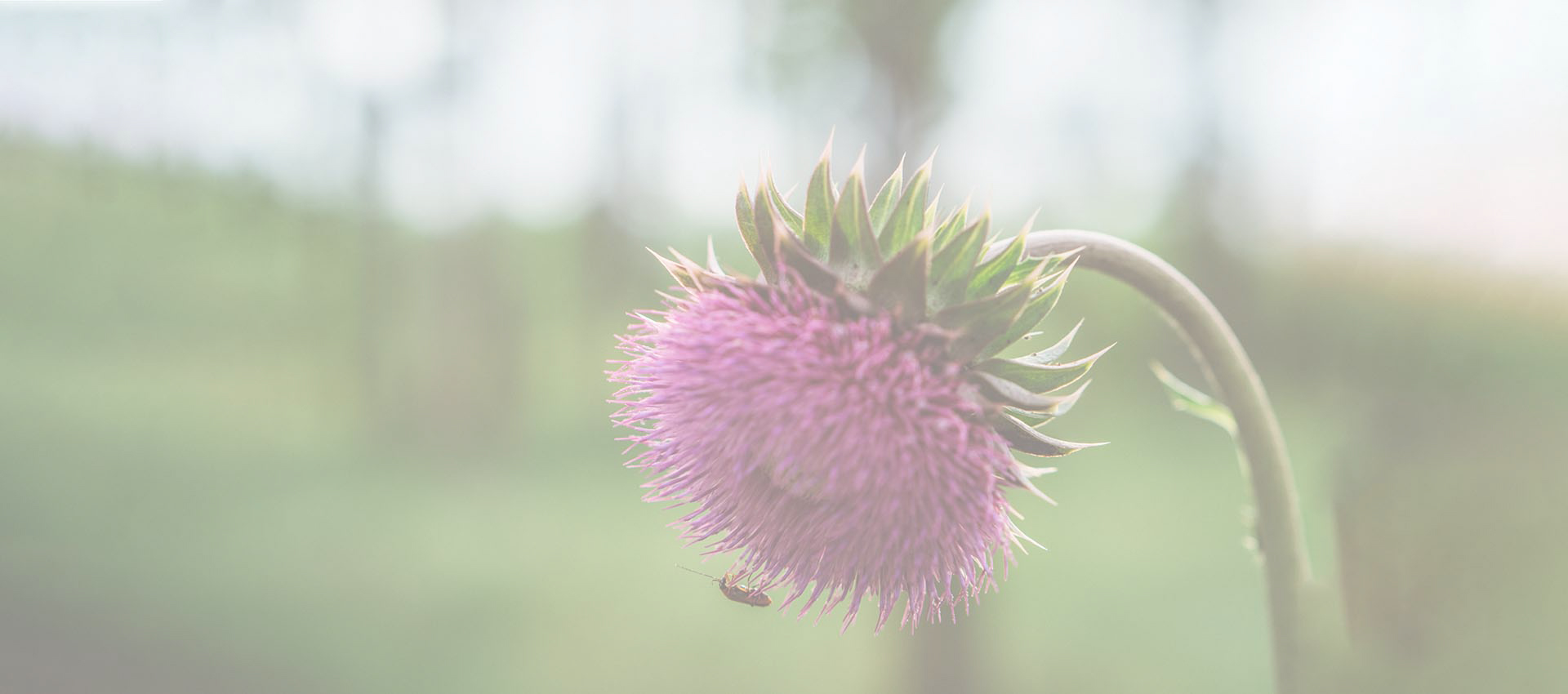 Liposomalny sylimarin