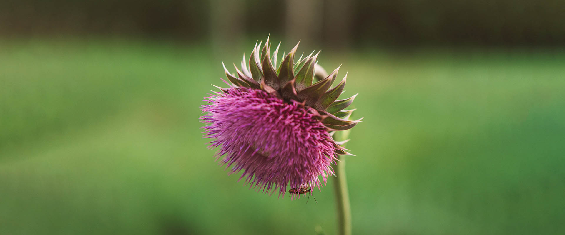 Liposomalne cechy sylimaryny