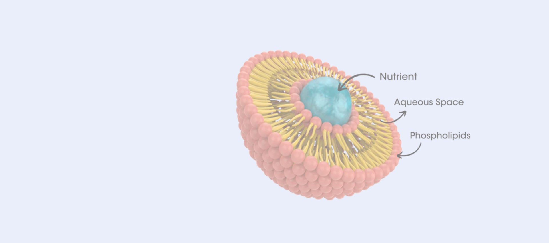 Liposomalny resweratrol