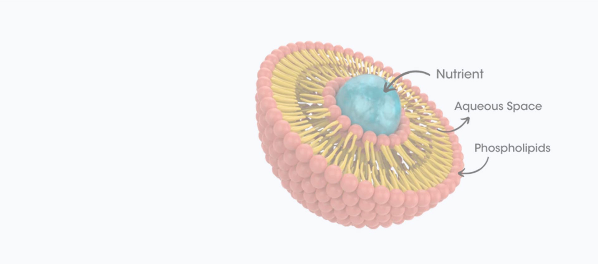 Liposomalna kurkumina